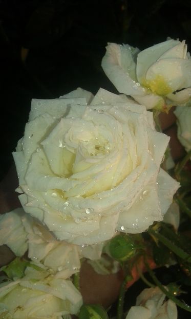  - Trandafiri septembrie 2016