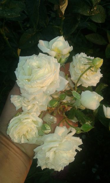  - Trandafiri septembrie 2016