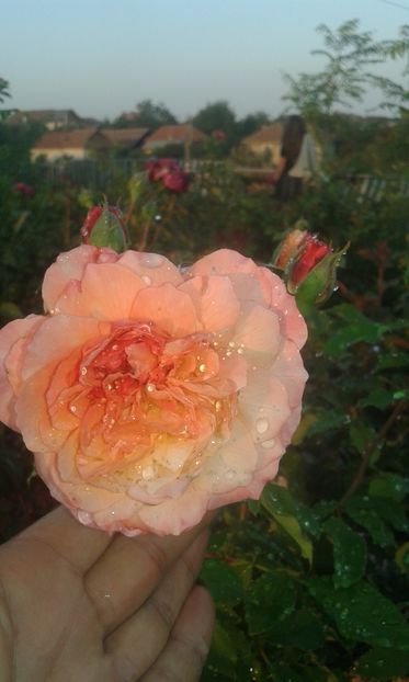  - Trandafiri septembrie 2016