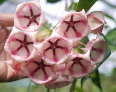 514a6cbb9b28e_292795n - H-Archoboldiana Pink HOYA