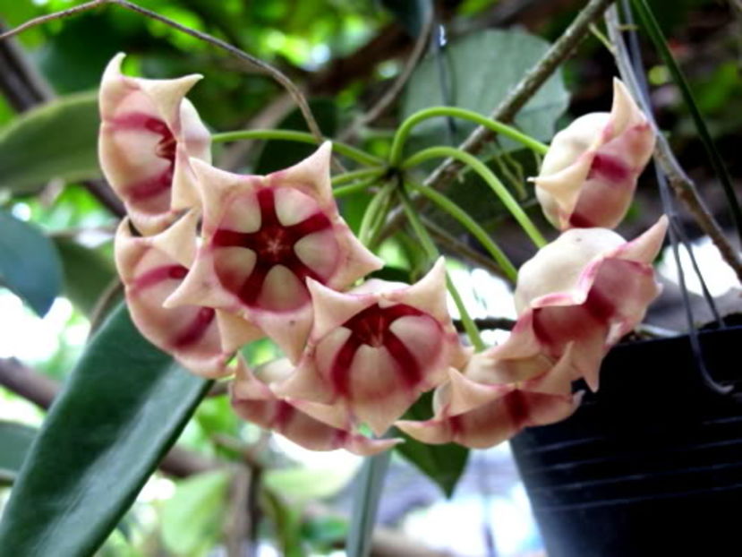 107551041_CLMKCTQ - H-Archoboldiana Pink HOYA