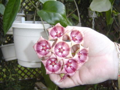 H.%2520Archboldiana%2520red__57648.1380911874.1280.1280 - H-Archoboldiana Pink HOYA