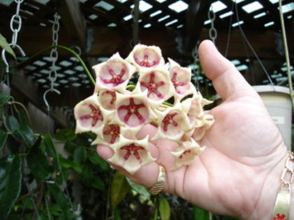 H.%2520Archboldiana-pi%2520nk__58025.1380911874.350.350 - H-Archoboldiana Pink HOYA