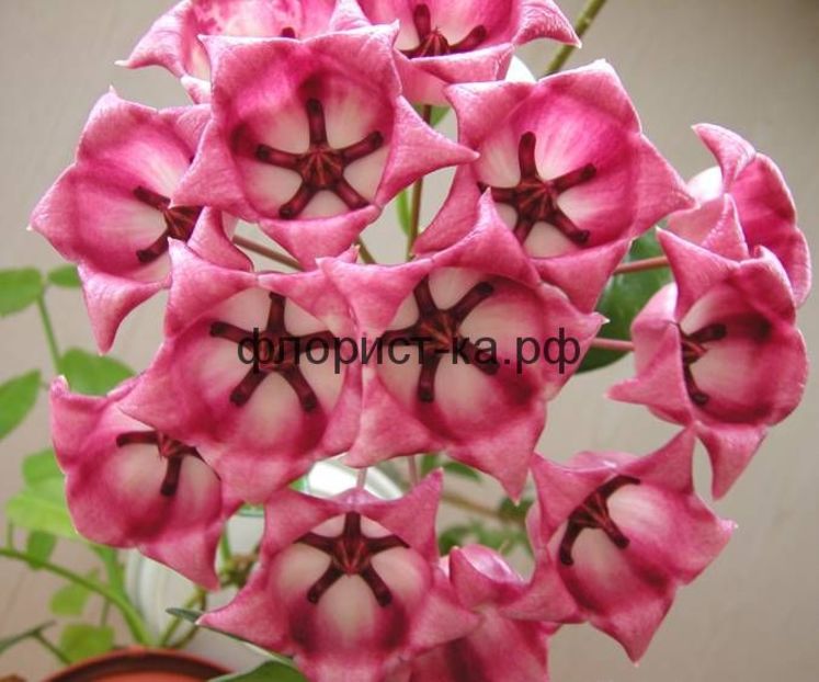 hoya-archboldiana-pink-hojya-archboldiana3-jpg