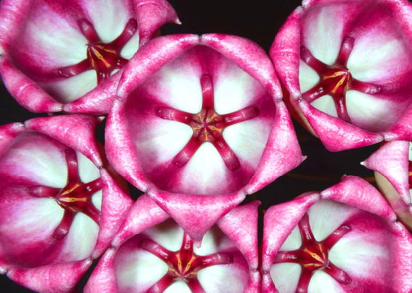 il_570xN.832992299_1ebd - H-Archoboldiana Pink HOYA