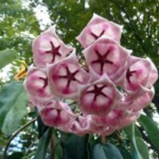 P1080264-150x150 - H-Archoboldiana Pink HOYA