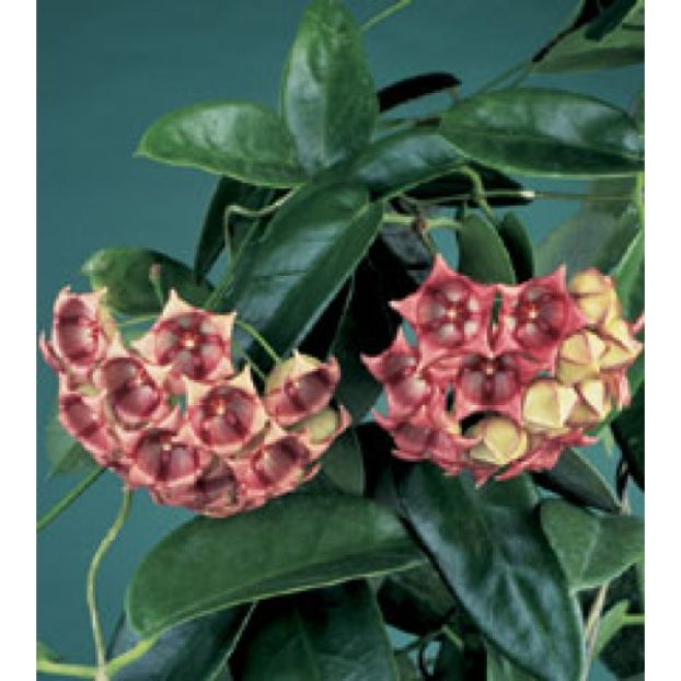 hoya_archiboldiana_1