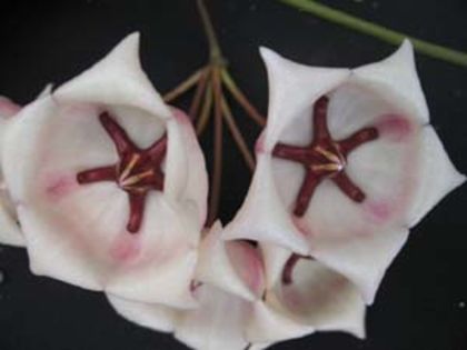 hoyaarchbo - H-Archoboldiana x Onychoides