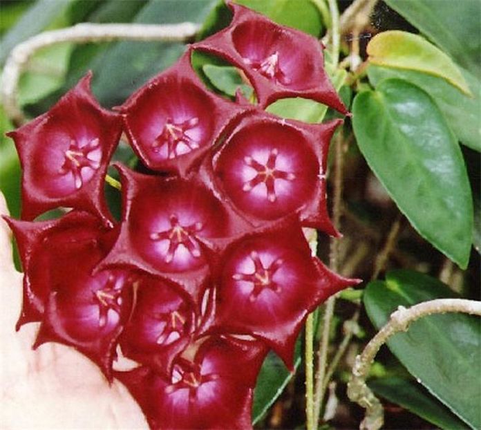 Hoya-archboldiana-Norman---Hoyya-archboldiana - H-Archoboldiana x Onychoides