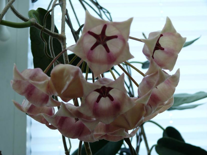 Hoya archboldiana-08-06-07-02