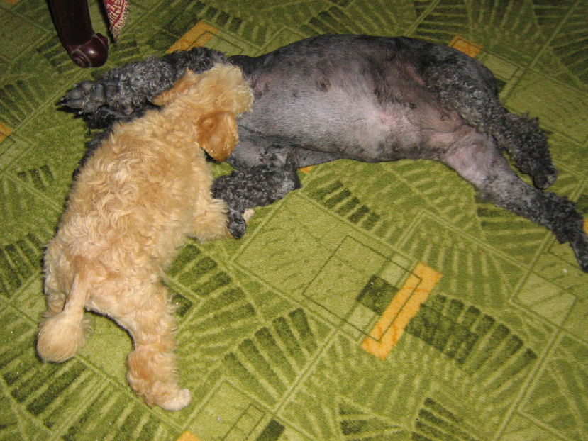  - MUKY_ ceva special