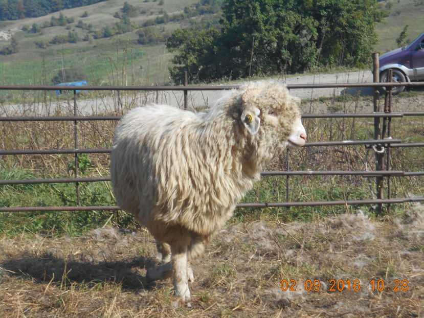 Picture 112 - Mielute 2015-2016-2017