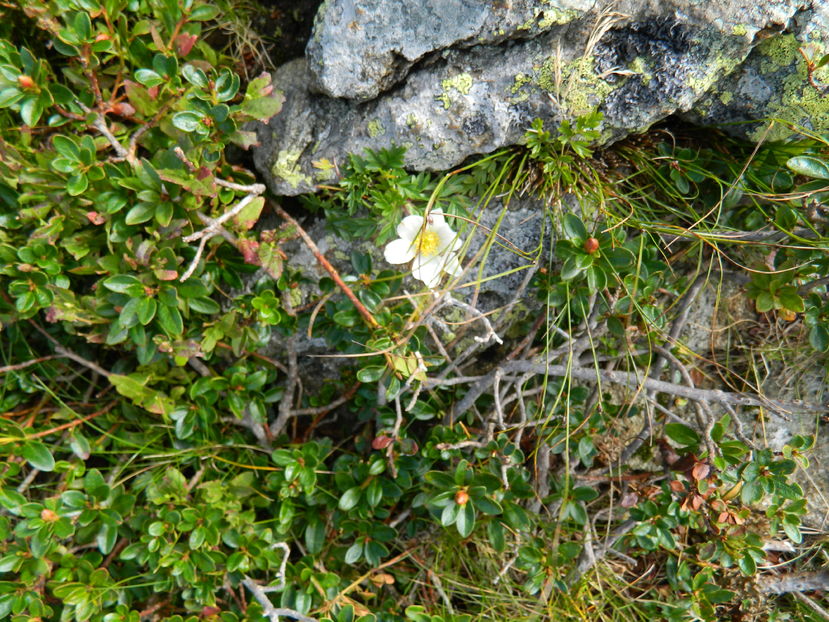  - 2016 PARANGU MIC _4 a