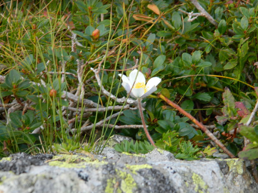  - 2016 PARANGU MIC _4 a