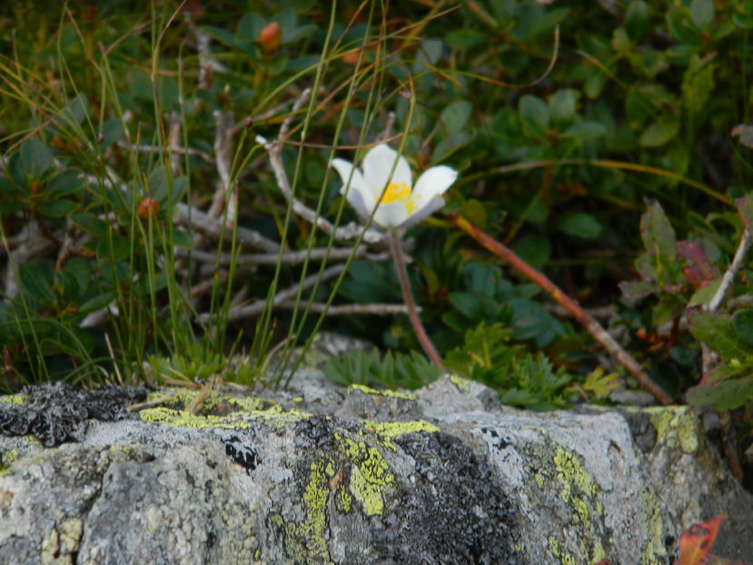  - 2016 PARANGU MIC _4 a