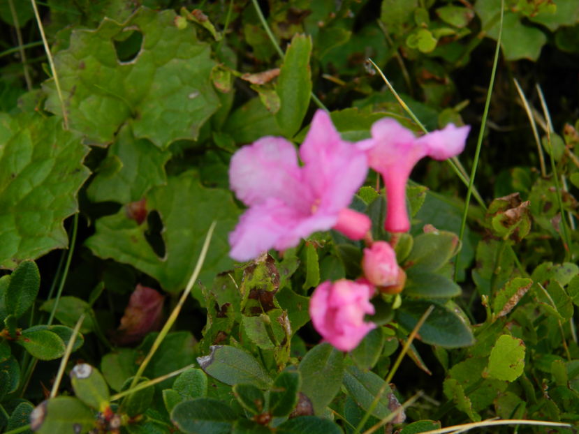  - 2016 PARANGU MIC _4 a