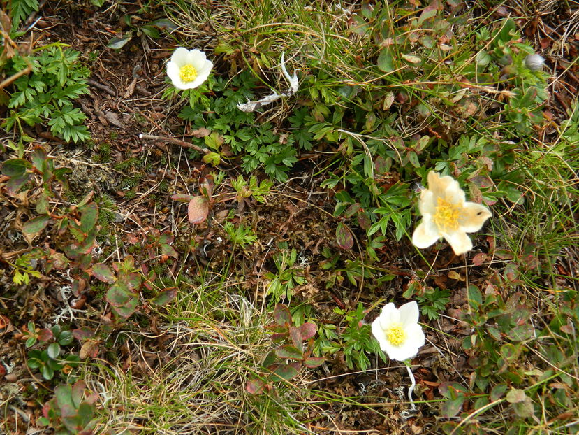  - 2016 PARANGU MIC _4 a