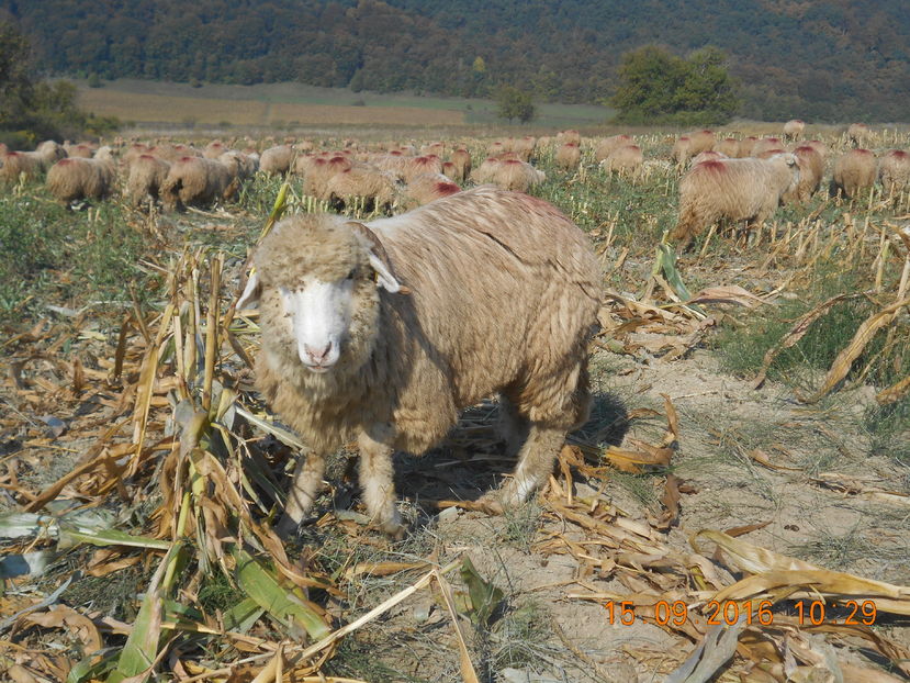 Picture 403 - Mielute 2015-2016-2017