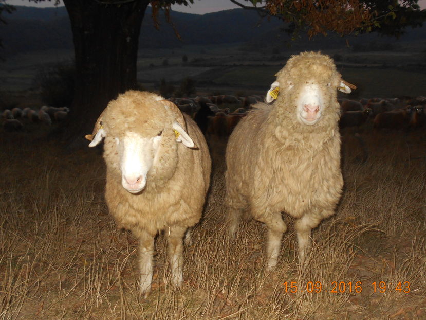 Picture 549 - Mielute 2015-2016-2017