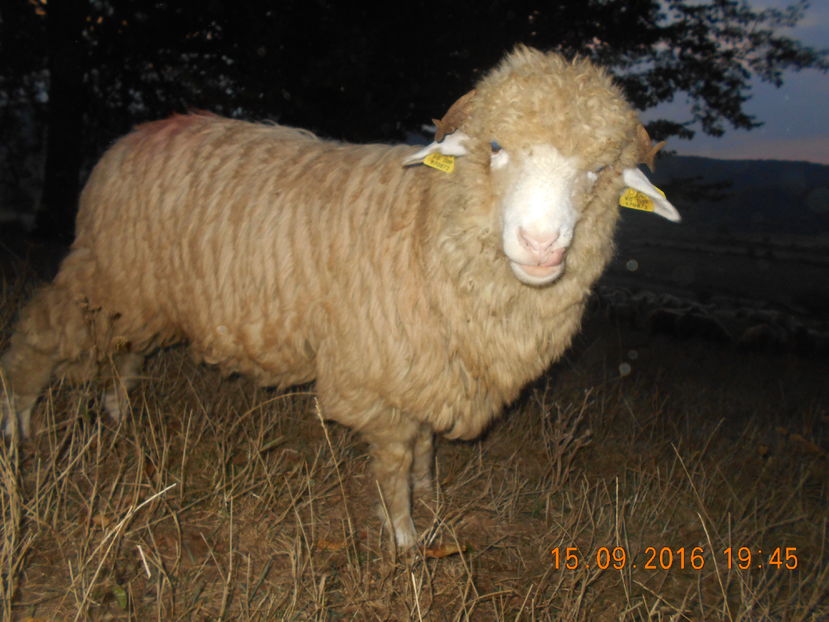 Picture 553 - Mielute 2015-2016-2017