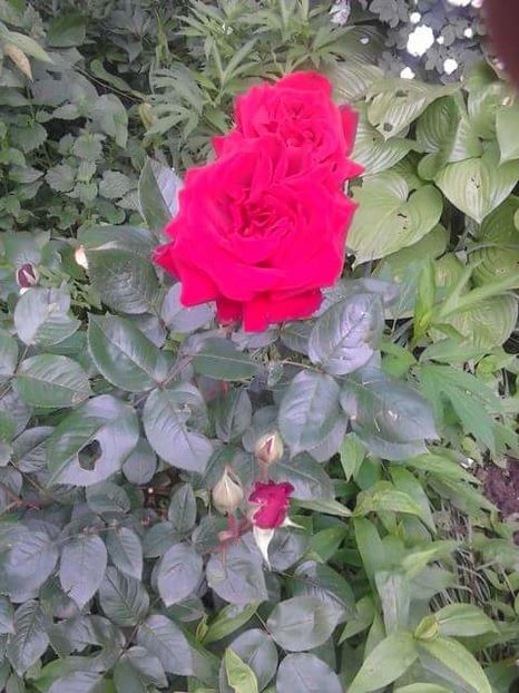 trandafirii mei