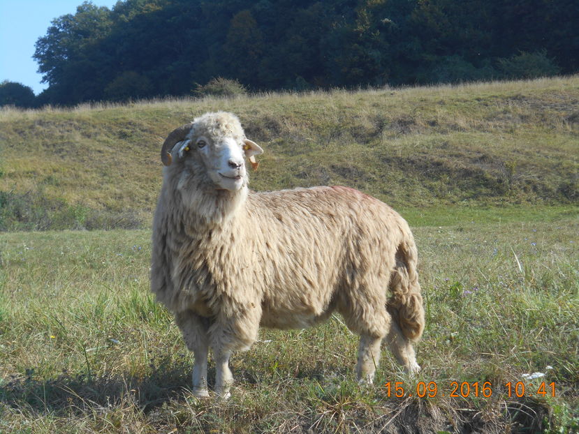 Picture 423 - turcana-Alba 2016