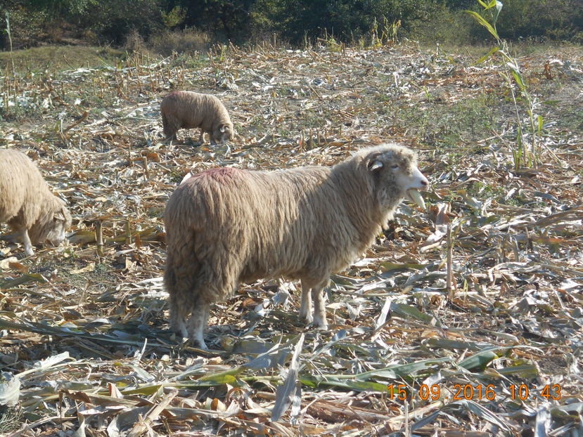 Picture 426 - turcana-Alba 2016