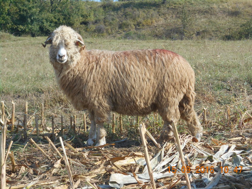 Picture 440 - turcana-Alba 2016