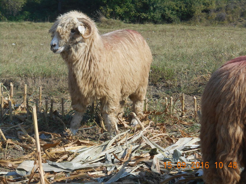 Picture 441 - turcana-Alba 2016