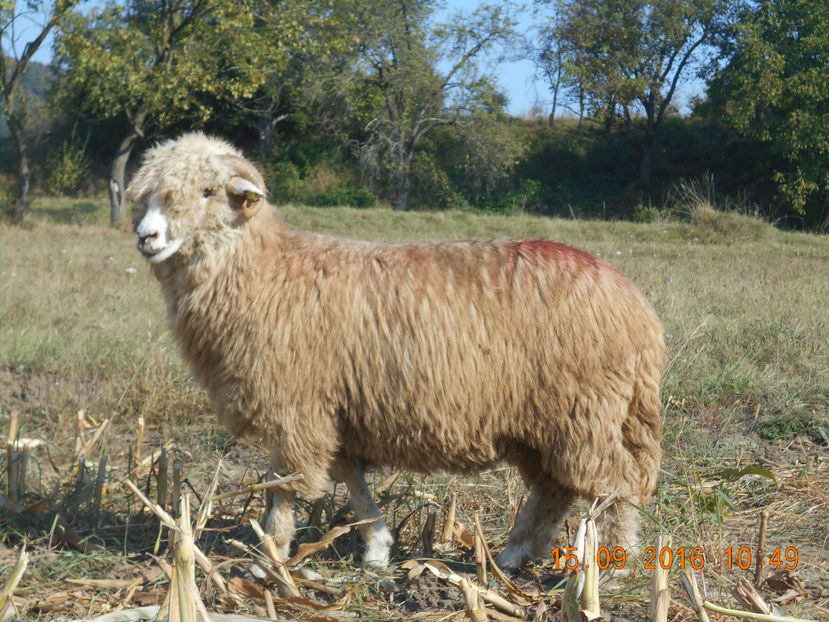 Picture 446 - turcana-Alba 2016