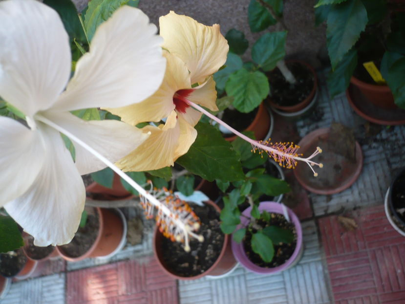 P1290991 - HIBISCUSI 2016-6