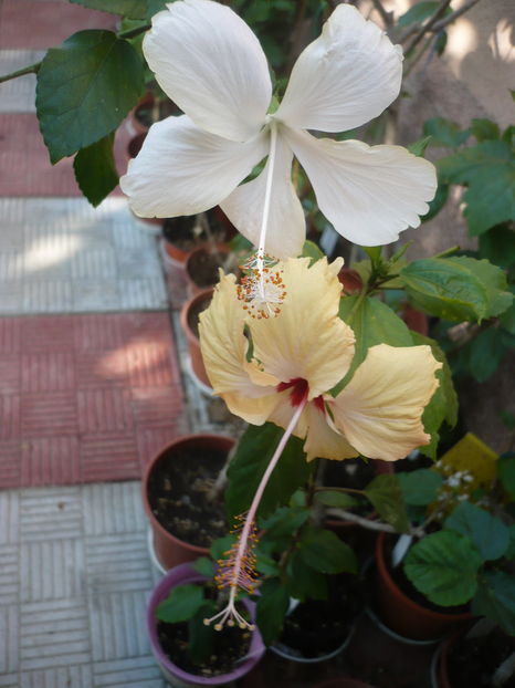 P1290993 - HIBISCUSI 2016-6