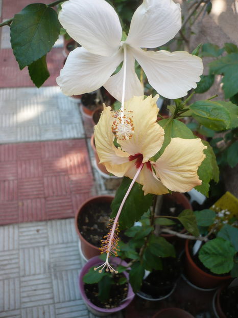 P1290994 - HIBISCUSI 2016-6