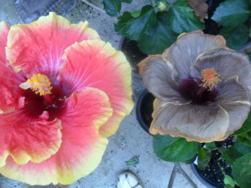  - hibiscusi2016-7