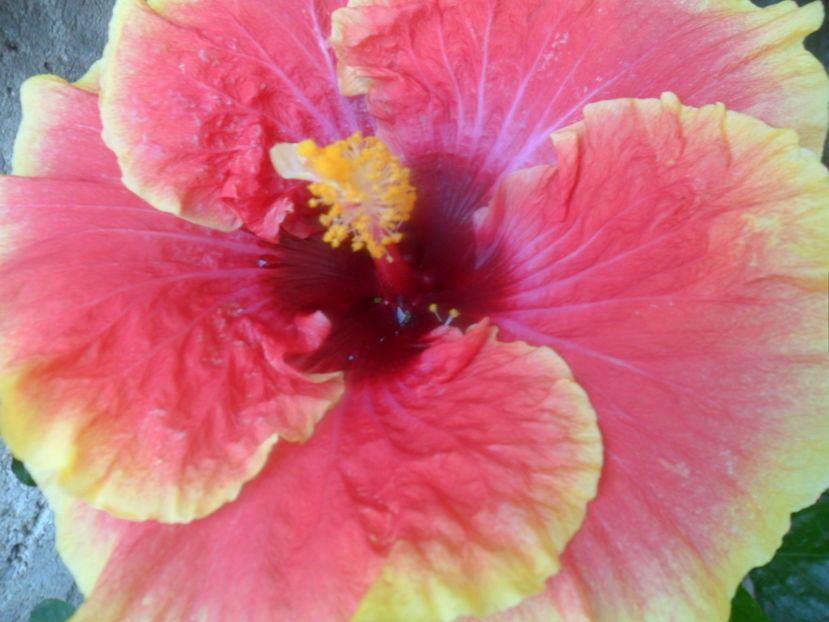  - 000-hibiscusi deosebiti