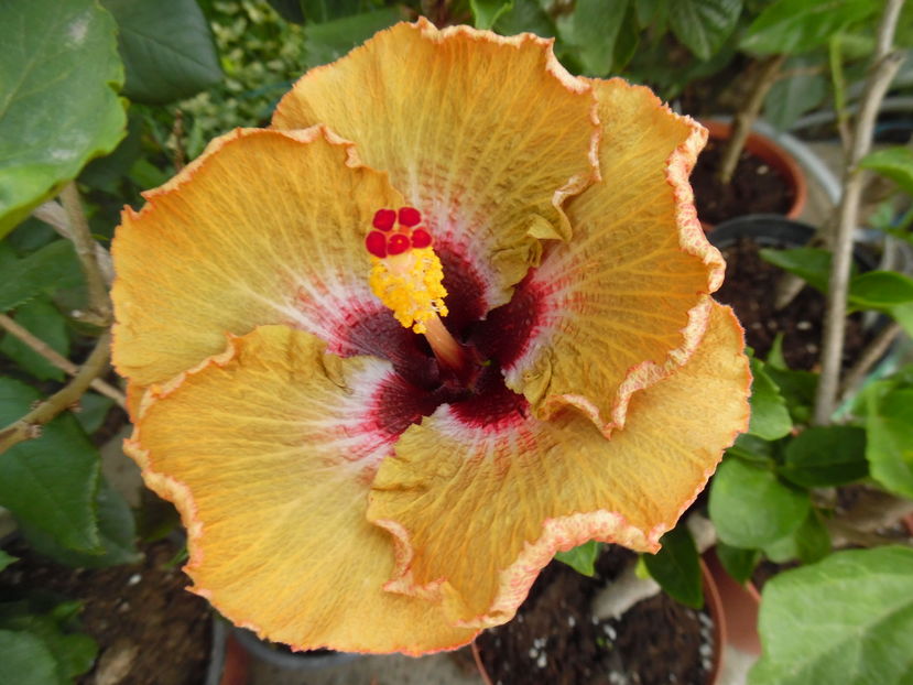  - 00 Hibiscus 2016