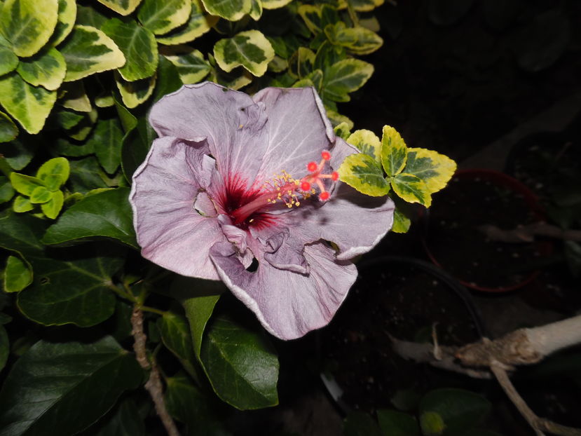  - 00 Hibiscus 2016