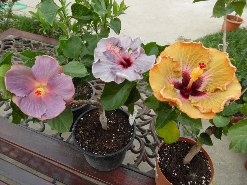  - 00 Hibiscus 2016