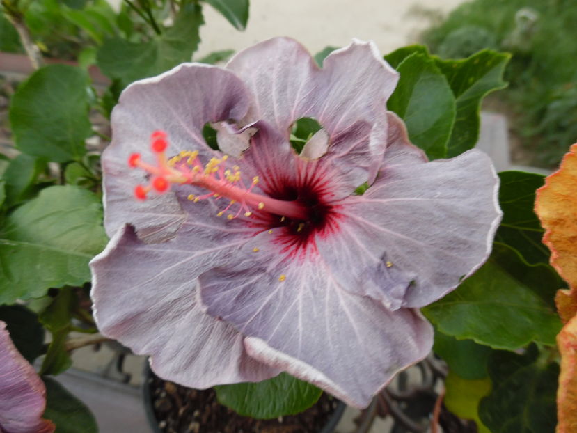  - 00 Hibiscus 2016