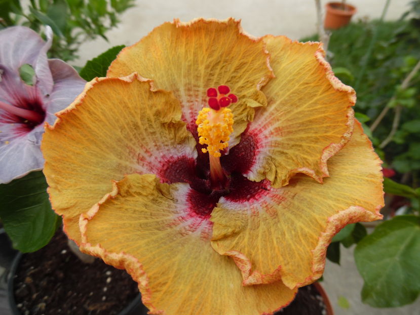  - 00 Hibiscus 2016