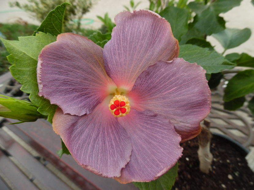  - 00 Hibiscus 2016