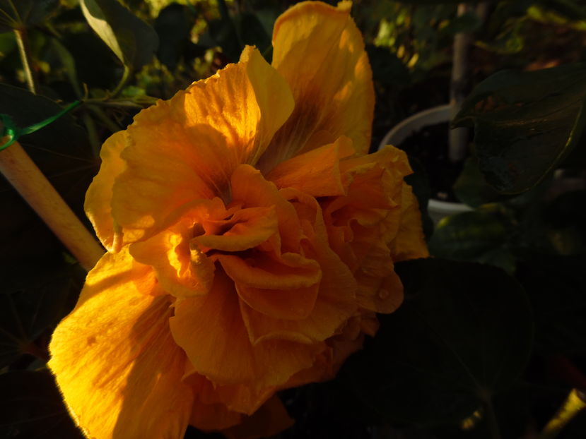  - 00 Hibiscus 2016