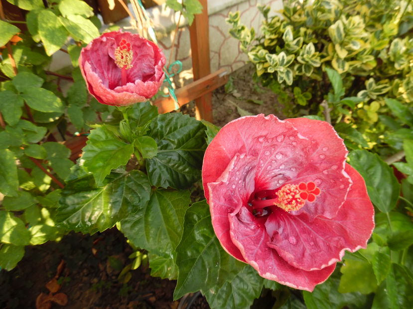  - 00 Hibiscus 2016