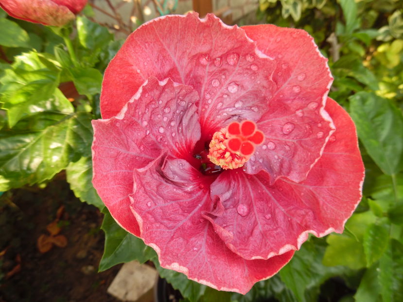  - 00 Hibiscus 2016