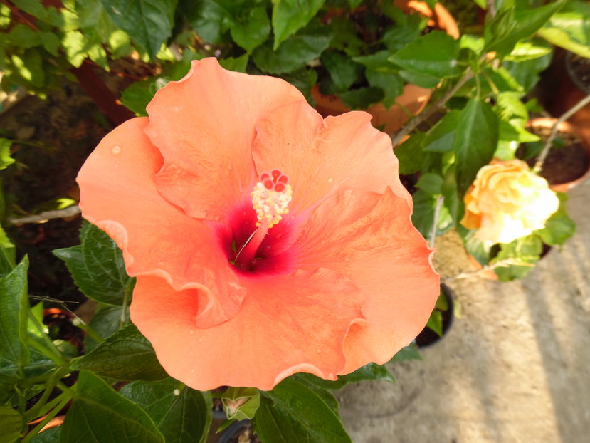  - 00 Hibiscus 2016