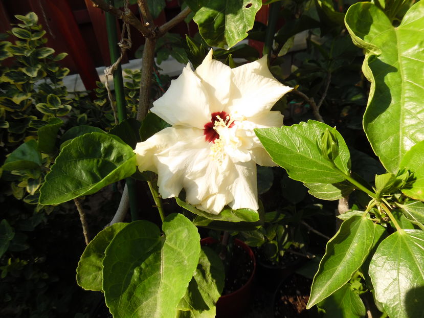  - 00 Hibiscus 2016