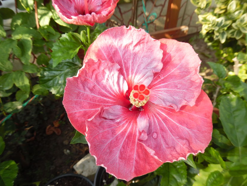  - 00 Hibiscus 2016