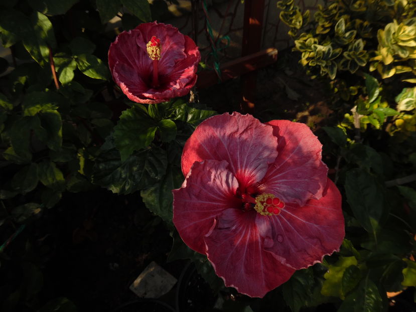  - 00 Hibiscus 2016
