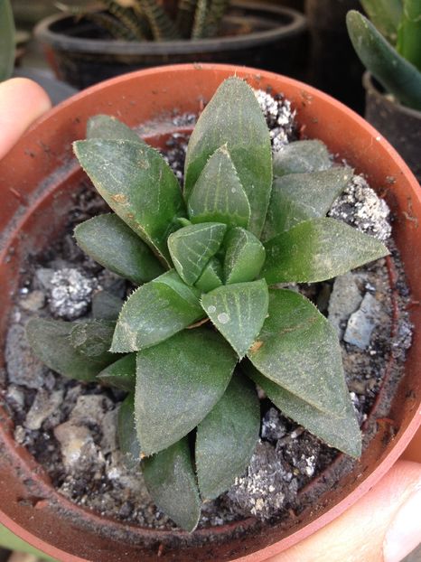 Haworthia retusa 5 lei - Disponibile Noiembrie