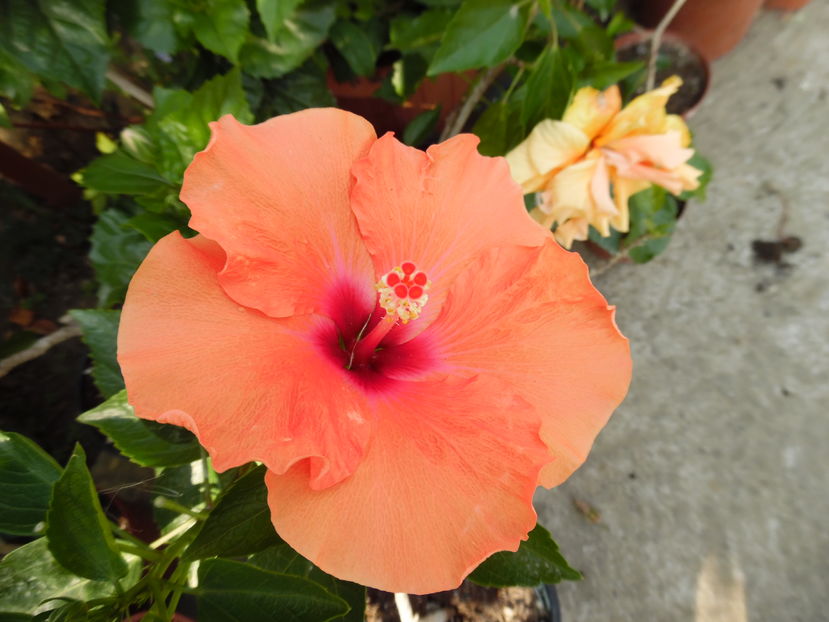  - 00 Hibiscus 2016